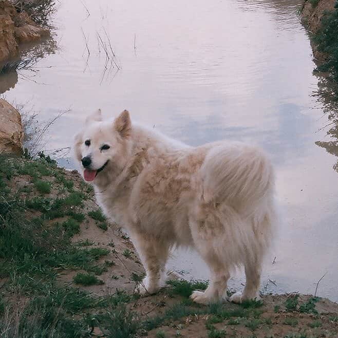כלב 5 מאת הדפסה על קנבס - הדפסות על קנבס | גלריה רעות
