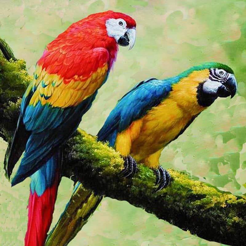 זוג תוכים מאת הדפסה על קנבס - הדפסות על קנבס | גלריה רעות