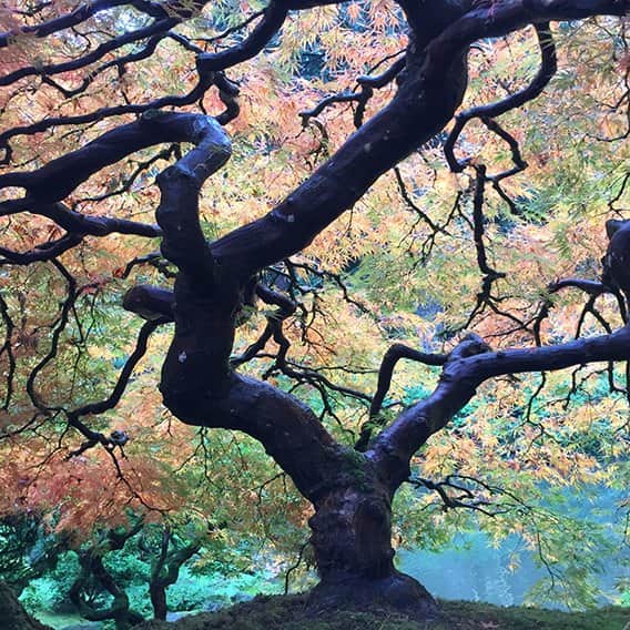 העץ והרקע מאת הדפסה על קנבס - הדפסות על קנבס | גלריה רעות