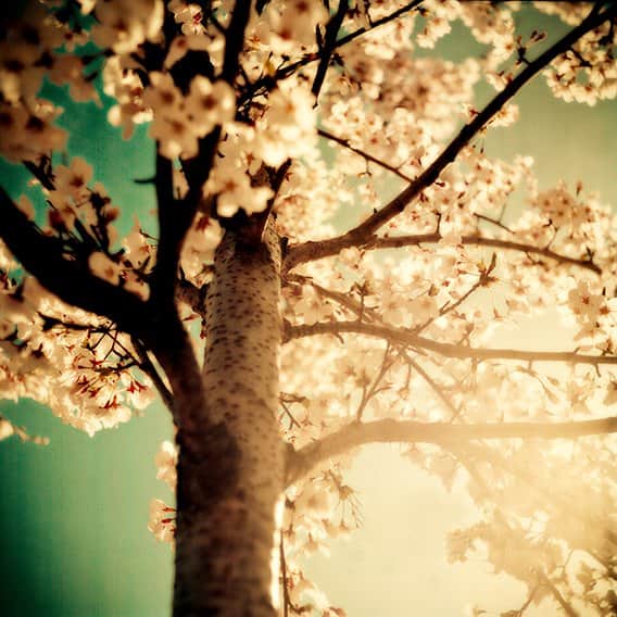 הגזע מאת הדפסה על קנבס - הדפסות על קנבס | גלריה רעות