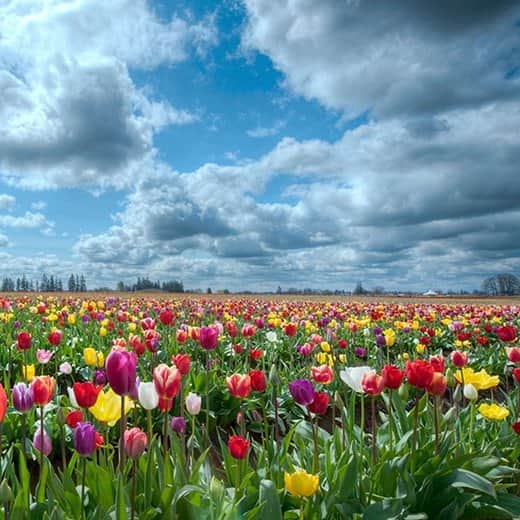 שדה 2 מאת הדפסה על קנבס - הדפסות על קנבס | גלריה רעות