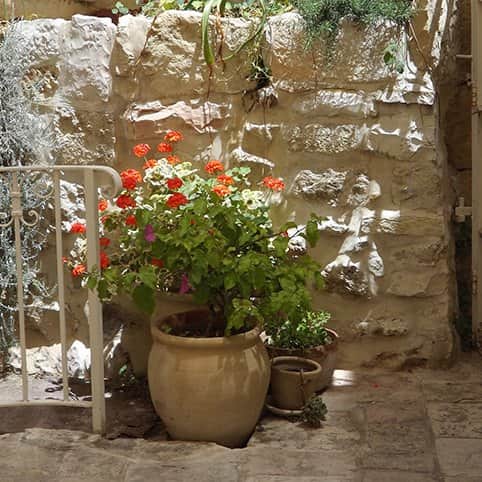 העציץ מאת הדפסה על קנבס - הדפסות על קנבס | גלריה רעות