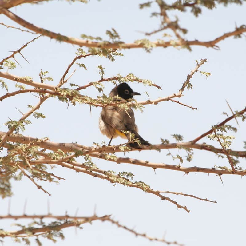 ציפור מאת הדפסה על קנבס - הדפסות על קנבס | גלריה רעות