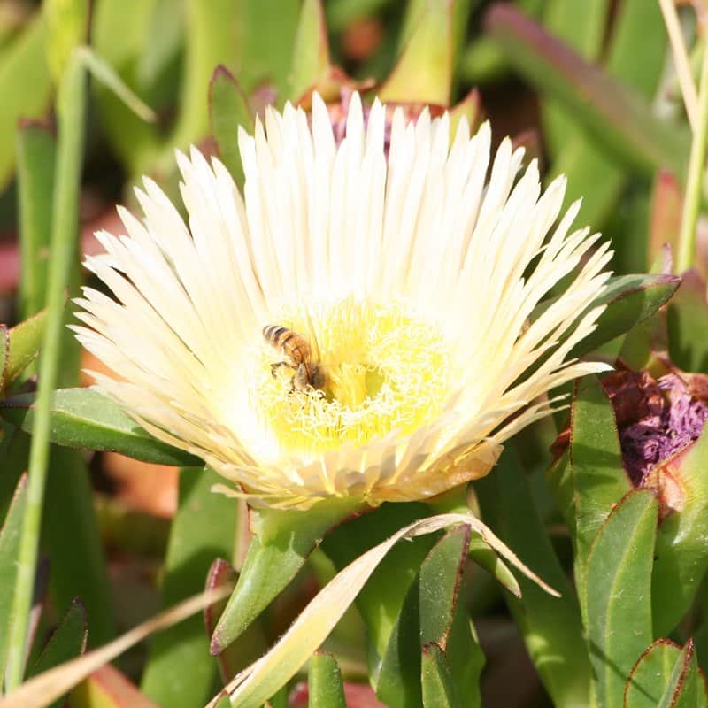 הטבע 1 מאת הדפסה על קנבס - הדפסות על קנבס | גלריה רעות