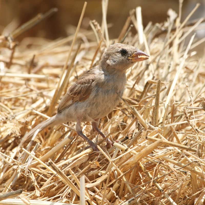 הקן מאת הדפסה על קנבס - הדפסות על קנבס | גלריה רעות