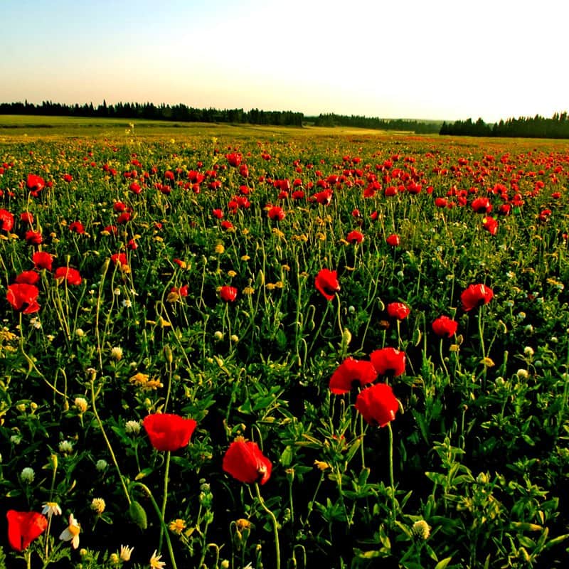 שדה פרגים מאת הדפסה על קנבס - הדפסות על קנבס | גלריה רעות