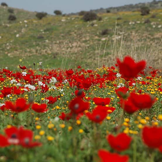 פרחים אדומים 1 מאת הדפסה על קנבס - הדפסות על קנבס | גלריה רעות
