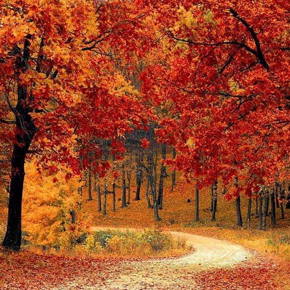 יער אדום מאת הדפסה על קנבס - הדפסות על קנבס | גלריה רעות