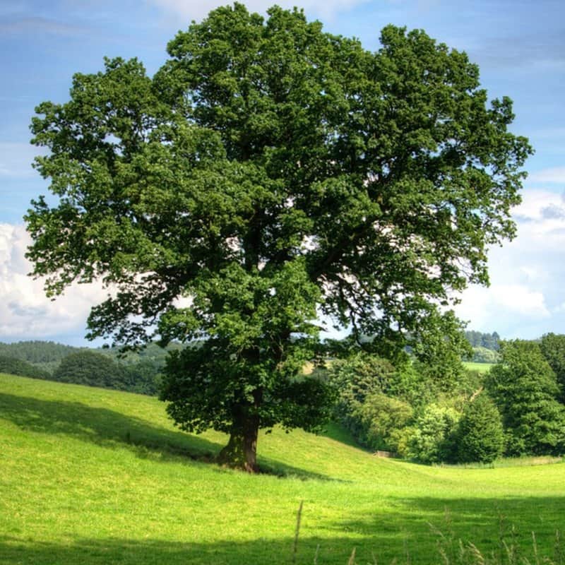 העץ באביב מאת הדפסה על קנבס - הדפסות על קנבס | גלריה רעות