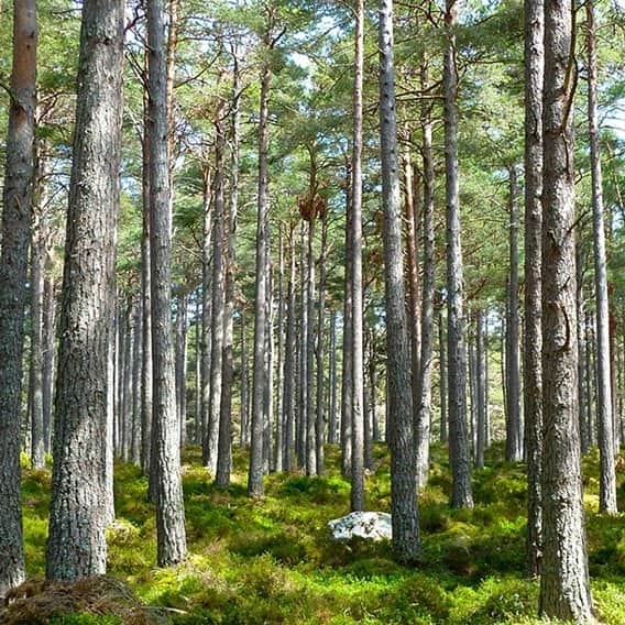 היער 1 מאת הדפסה על קנבס - הדפסות על קנבס | גלריה רעות