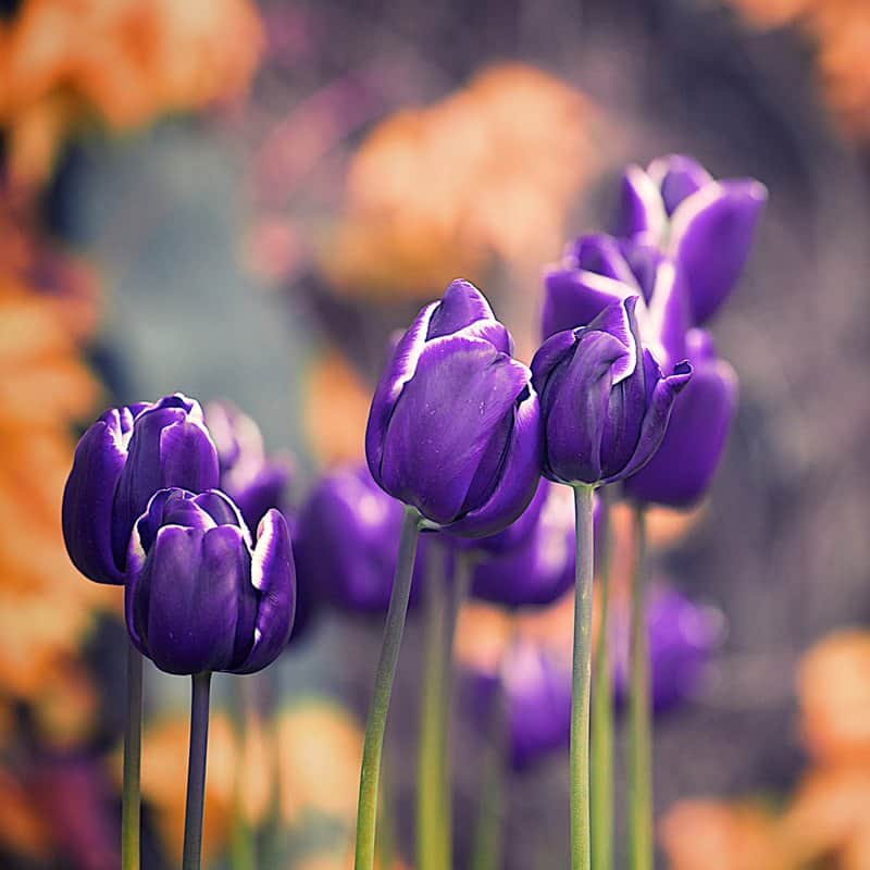 פרחים 2 מאת הדפסה על קנבס - הדפסות על קנבס | גלריה רעות