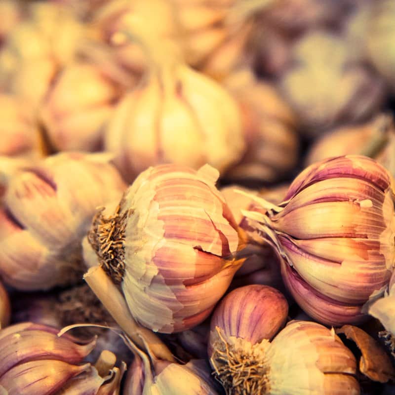 השום מאת הדפסה על קנבס - הדפסות על קנבס | גלריה רעות