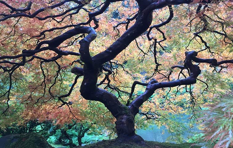 העץ בגן מאת הדפסה על קנבס - הדפסות על קנבס | גלריה רעות