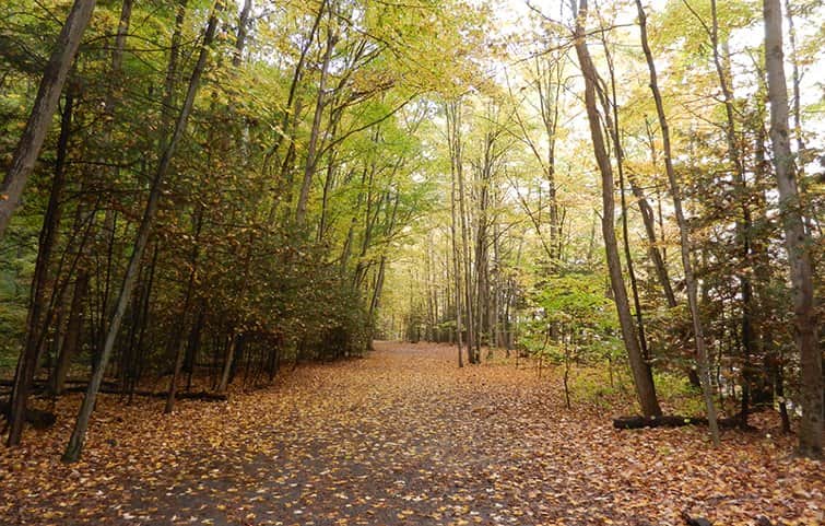 השלכת בשדרה מאת הדפסה על קנבס - הדפסות על קנבס | גלריה רעות
