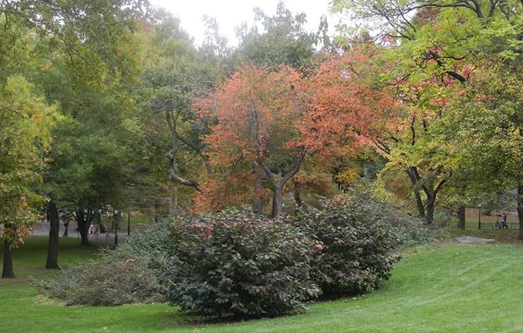 שלווה בירוק מאת הדפסה על קנבס - הדפסות על קנבס | גלריה רעות