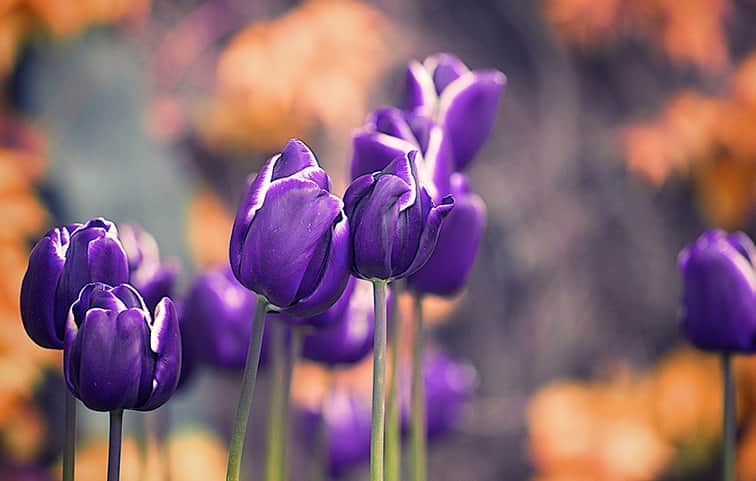 סגולים מאת הדפסה על קנבס - הדפסות על קנבס | גלריה רעות