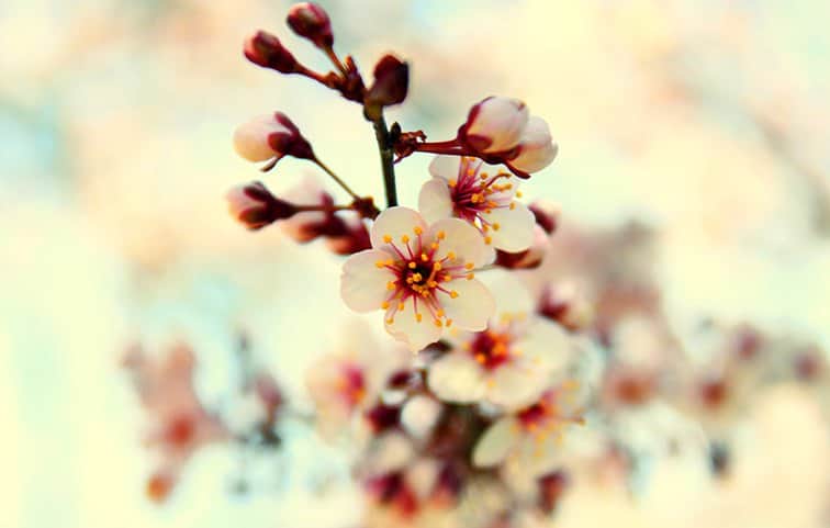 פריחה מאת הדפסה על קנבס - הדפסות על קנבס | גלריה רעות