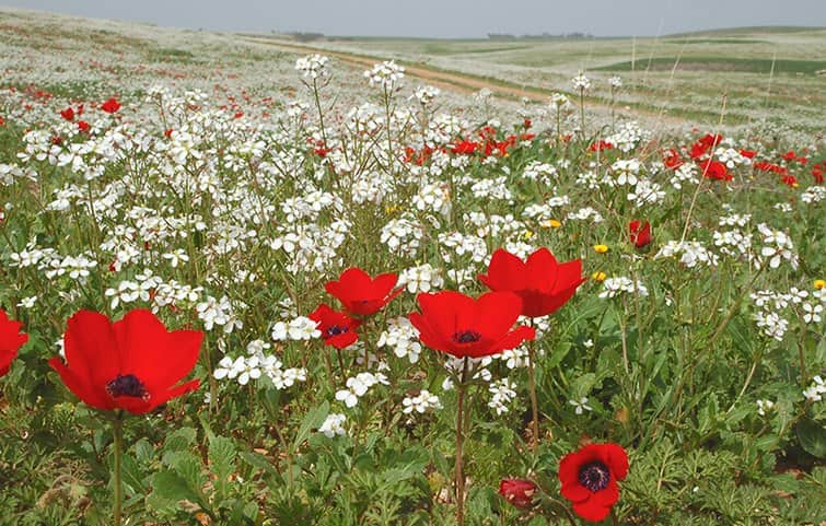 אדום ולבן מאת הדפסה על קנבס - הדפסות על קנבס | גלריה רעות