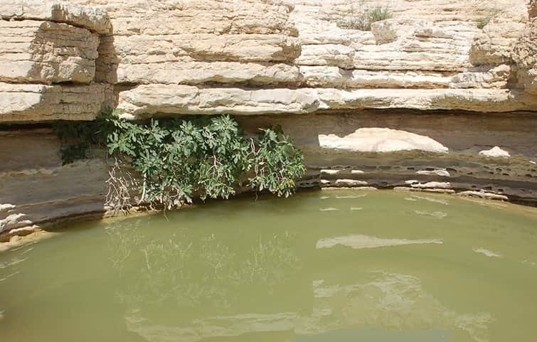 מיים המדבר מאת הדפסה על קנבס - הדפסות על קנבס | גלריה רעות