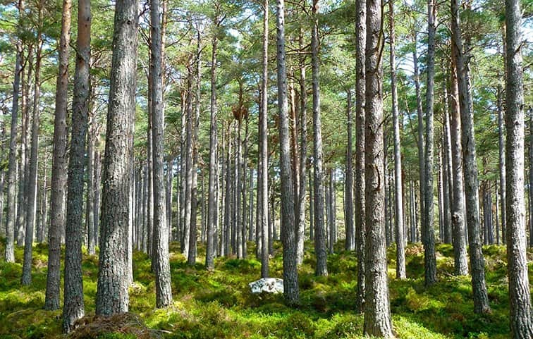 החורש מאת הדפסה על קנבס - הדפסות על קנבס | גלריה רעות